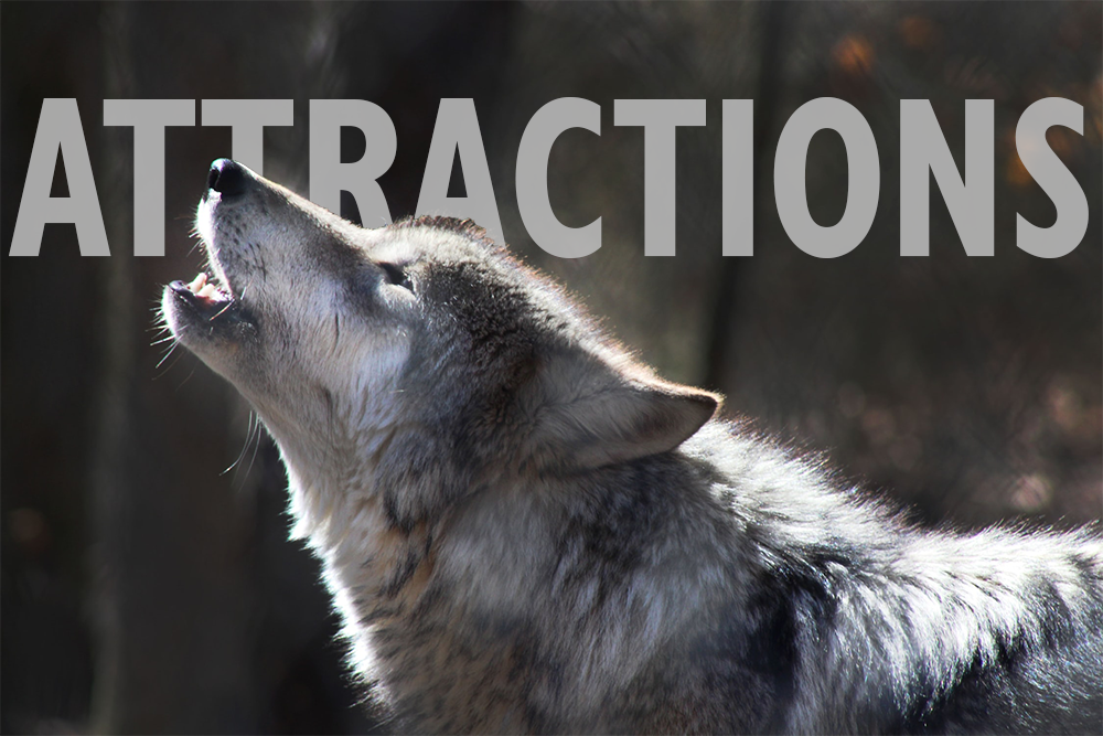 Wolf at Internation Wolf Center