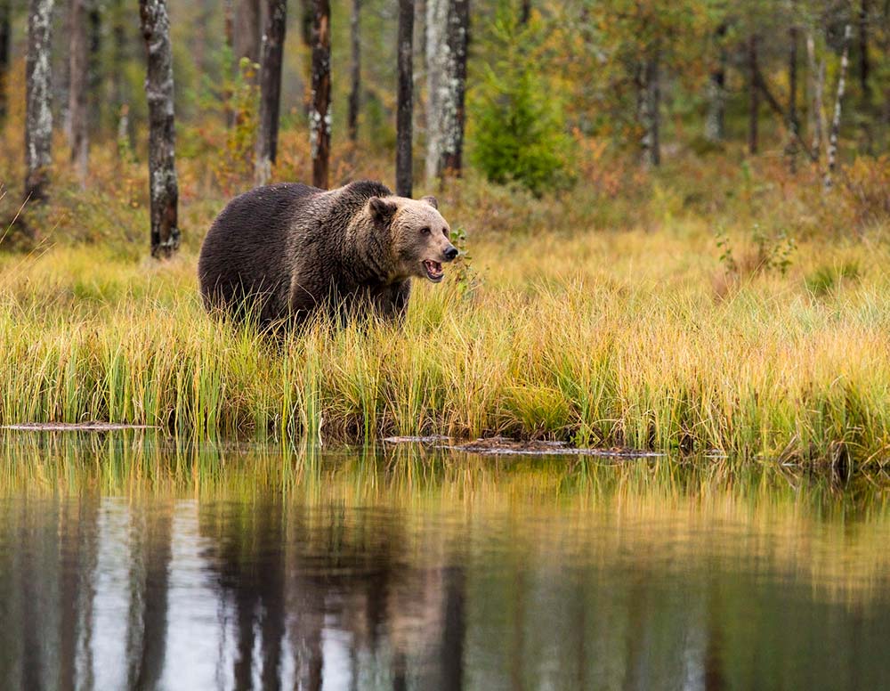 bears at North American Bear Center