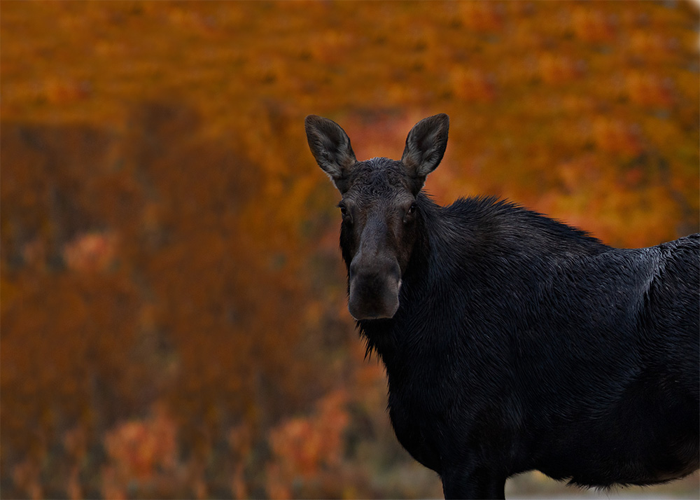 moose sighting at boundry waters