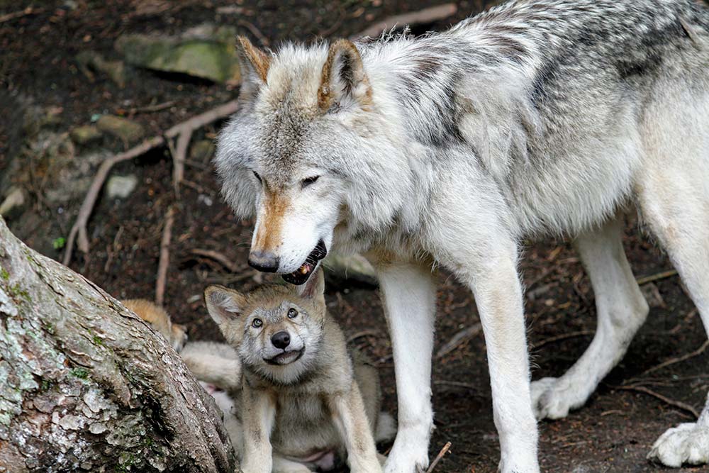 wolves at International Wolf Center